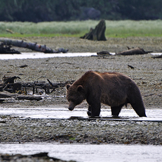 Knight Inlet - Brown bear